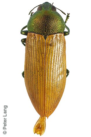 Castiarina subtincta, PL1362, male, EP, 14.2 × 5.1 mm